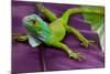 Green Iguana-FikMik-Mounted Photographic Print