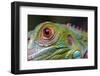 Green Iguana-FikMik-Framed Photographic Print