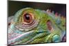 Green Iguana-FikMik-Mounted Photographic Print