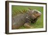 Green Iguana-null-Framed Photographic Print