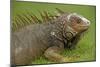 Green Iguana-null-Mounted Photographic Print