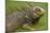 Green Iguana-null-Mounted Photographic Print