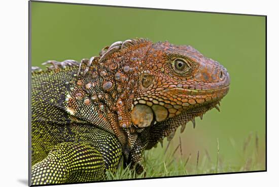 Green Iguana-null-Mounted Photographic Print