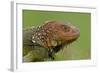 Green Iguana-null-Framed Photographic Print