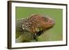 Green Iguana-null-Framed Photographic Print