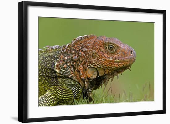 Green Iguana-null-Framed Photographic Print