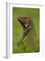 Green Iguana-null-Framed Photographic Print