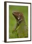 Green Iguana-null-Framed Photographic Print