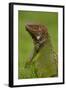 Green Iguana-null-Framed Photographic Print