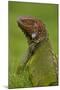 Green Iguana-null-Mounted Photographic Print