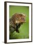 Green Iguana-null-Framed Photographic Print