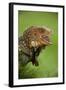 Green Iguana-null-Framed Photographic Print