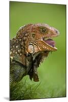 Green Iguana-null-Mounted Photographic Print