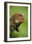 Green Iguana-null-Framed Photographic Print