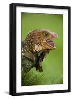 Green Iguana-null-Framed Photographic Print