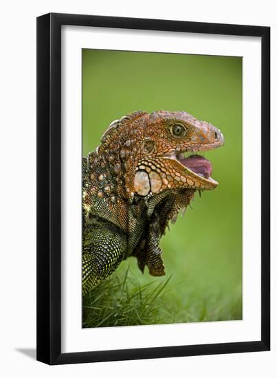 Green Iguana-null-Framed Photographic Print