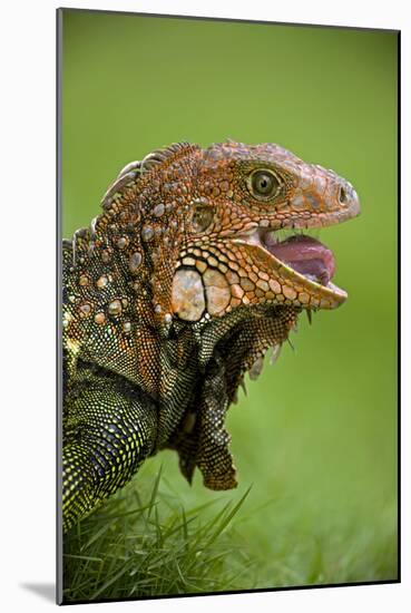 Green Iguana-null-Mounted Photographic Print