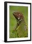 Green Iguana-null-Framed Photographic Print