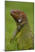 Green Iguana-null-Mounted Photographic Print