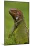 Green Iguana-null-Mounted Photographic Print