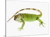 Green Iguana-Martin Harvey-Stretched Canvas