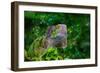 Green Iguana-Don Spears-Framed Premium Giclee Print