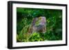 Green Iguana-Don Spears-Framed Premium Giclee Print