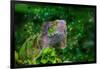 Green Iguana-Don Spears-Framed Art Print