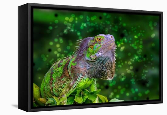 Green Iguana-Don Spears-Framed Stretched Canvas