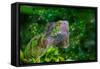 Green Iguana-Don Spears-Framed Stretched Canvas