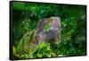 Green Iguana-Don Spears-Framed Stretched Canvas