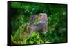 Green Iguana-Don Spears-Framed Stretched Canvas