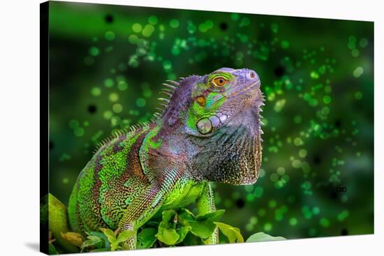 Green Iguana-Don Spears-Stretched Canvas