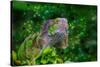 Green Iguana-Don Spears-Stretched Canvas