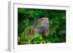 Green Iguana-Don Spears-Framed Art Print