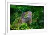 Green Iguana-Don Spears-Framed Art Print