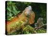 Green Iguanas (Iguana Iguana), Costa Rica-Andres Morya Hinojosa-Stretched Canvas