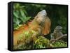 Green Iguanas (Iguana Iguana), Costa Rica-Andres Morya Hinojosa-Framed Stretched Canvas