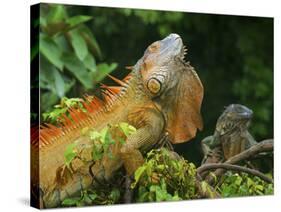 Green Iguanas (Iguana Iguana), Costa Rica-Andres Morya Hinojosa-Stretched Canvas