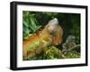 Green Iguanas (Iguana Iguana), Costa Rica-Andres Morya Hinojosa-Framed Premium Photographic Print