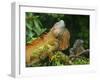 Green Iguanas (Iguana Iguana), Costa Rica-Andres Morya Hinojosa-Framed Premium Photographic Print