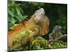 Green Iguanas (Iguana Iguana), Costa Rica-Andres Morya Hinojosa-Mounted Premium Photographic Print