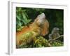 Green Iguanas (Iguana Iguana), Costa Rica-Andres Morya Hinojosa-Framed Photographic Print