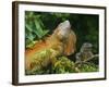 Green Iguanas (Iguana Iguana), Costa Rica-Andres Morya Hinojosa-Framed Photographic Print