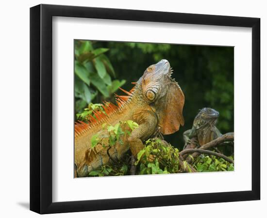 Green Iguanas (Iguana Iguana), Costa Rica-Andres Morya Hinojosa-Framed Photographic Print
