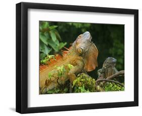 Green Iguanas (Iguana Iguana), Costa Rica-Andres Morya Hinojosa-Framed Photographic Print