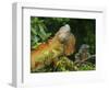 Green Iguanas (Iguana Iguana), Costa Rica-Andres Morya Hinojosa-Framed Photographic Print