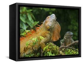 Green Iguanas (Iguana Iguana), Costa Rica-Andres Morya Hinojosa-Framed Stretched Canvas
