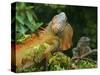 Green Iguanas (Iguana Iguana), Costa Rica-Andres Morya Hinojosa-Stretched Canvas