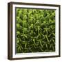 Green In A Square-Incredi-Framed Giclee Print